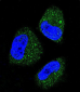 HSPA5 Antibody